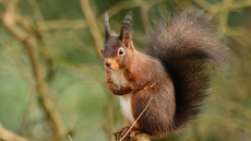 Eichhörnchen (26).jpg